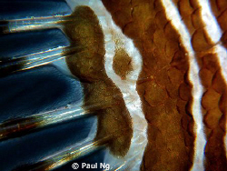 close up in between lion fish body and tail. Taken with p... by Paul Ng 